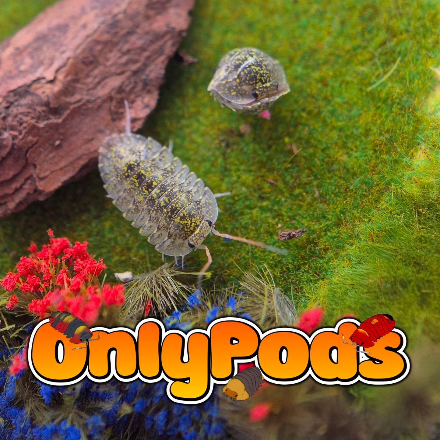 Troglodillo Greenspot Isopod for sale UK - OnlyPods