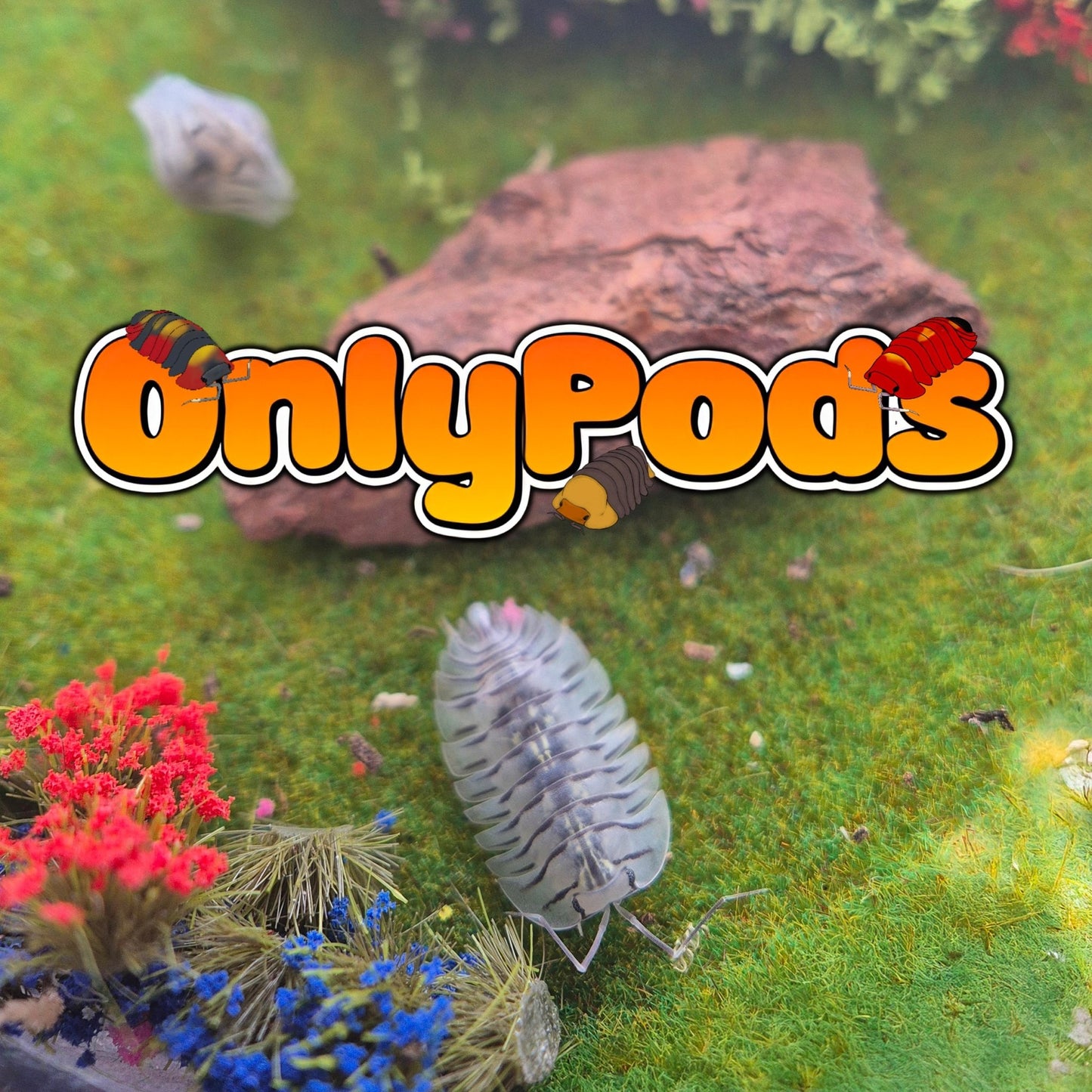 Troglodillo Moth Isopod for sale UK - OnlyPods