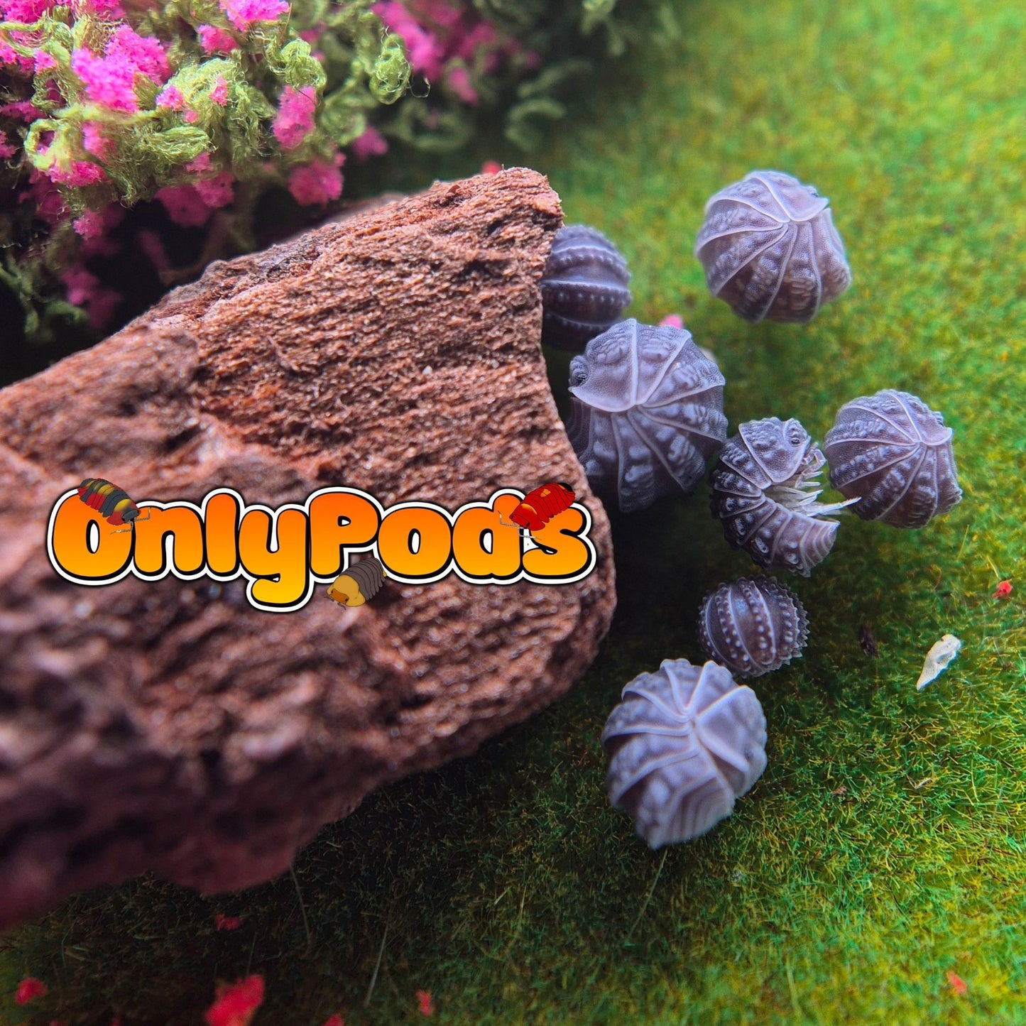 Tuberculatus (Armadillo Tuberculatus) Isopod for sale UK - OnlyPods