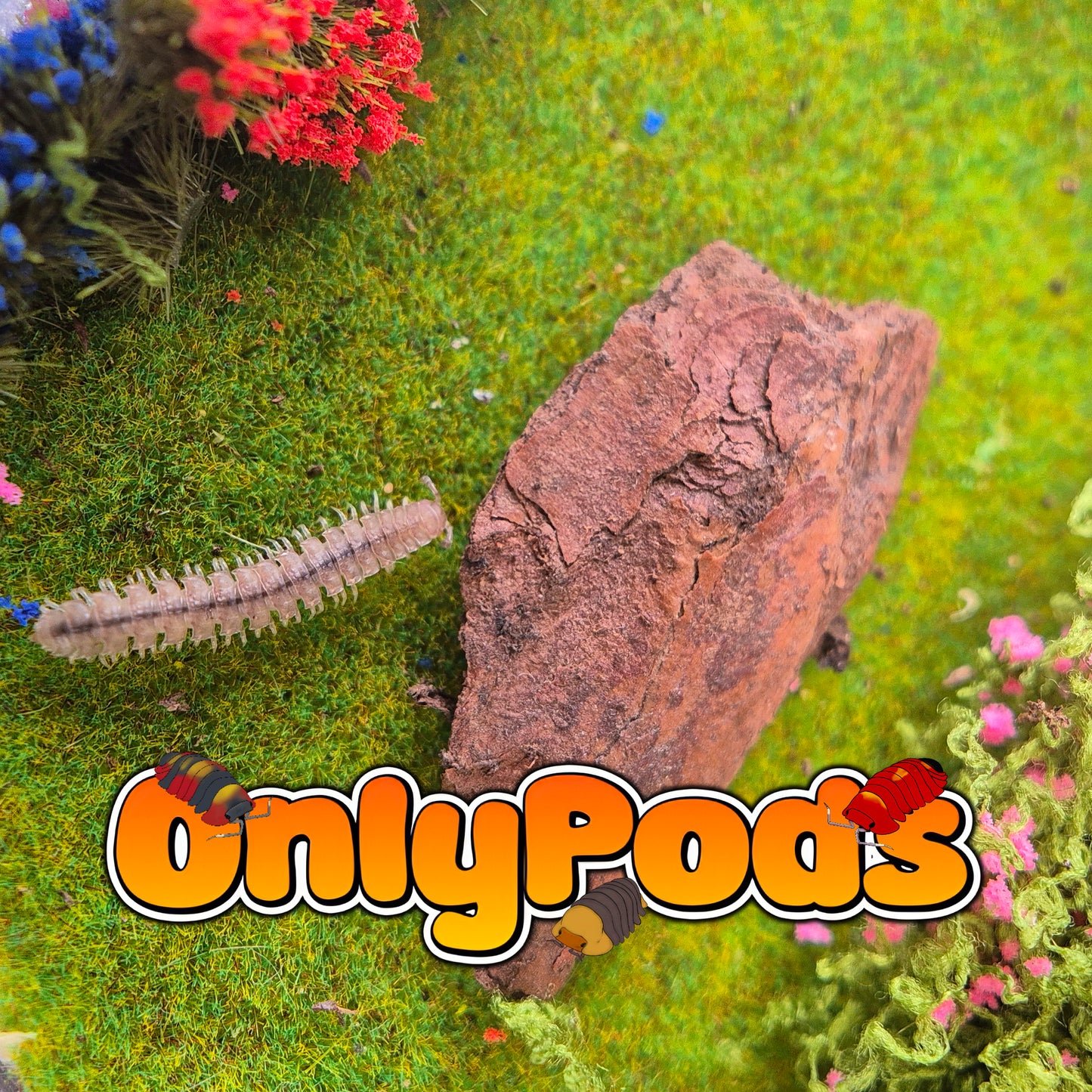 Polydesmus angustus