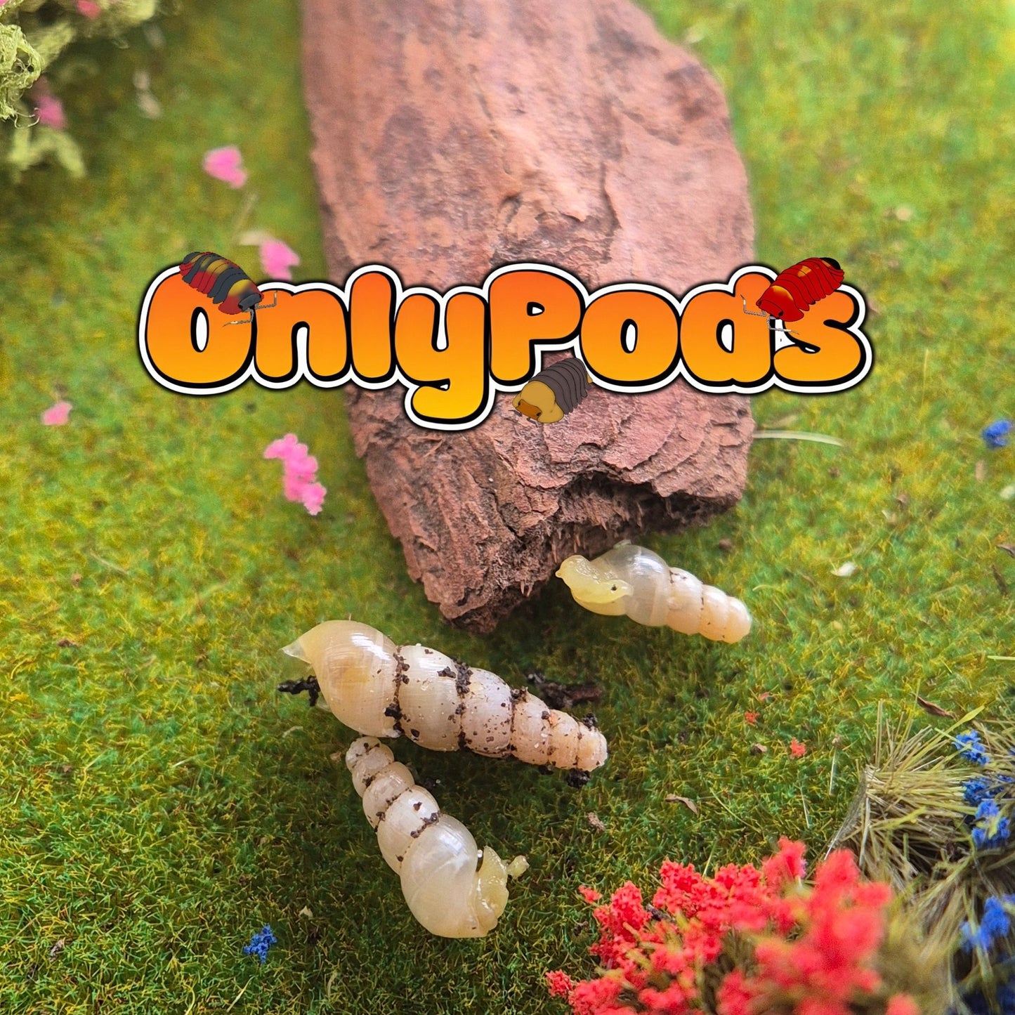 Unicorn Snails Snails for sale UK - OnlyPods