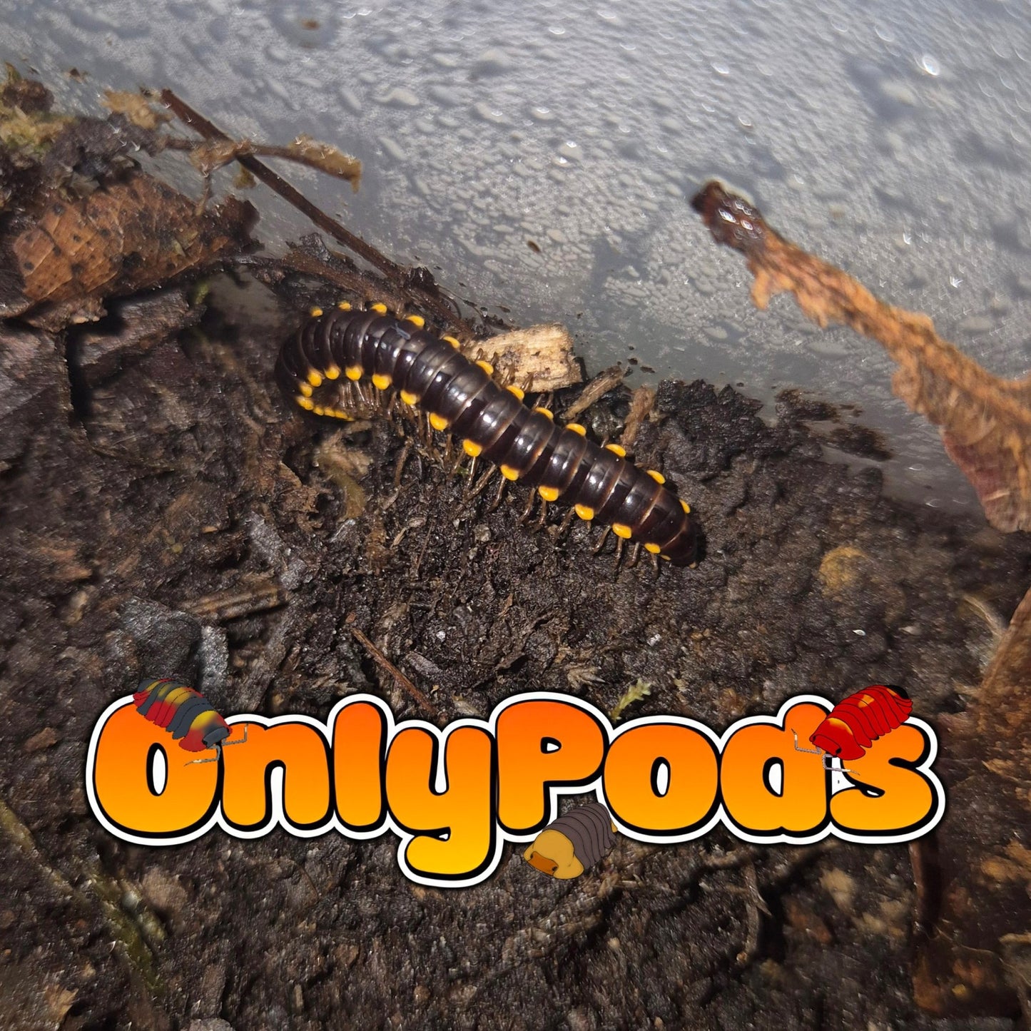Yellow - Spotted (Harpaphe Haydeniana) Millipedes for sale UK - OnlyPods