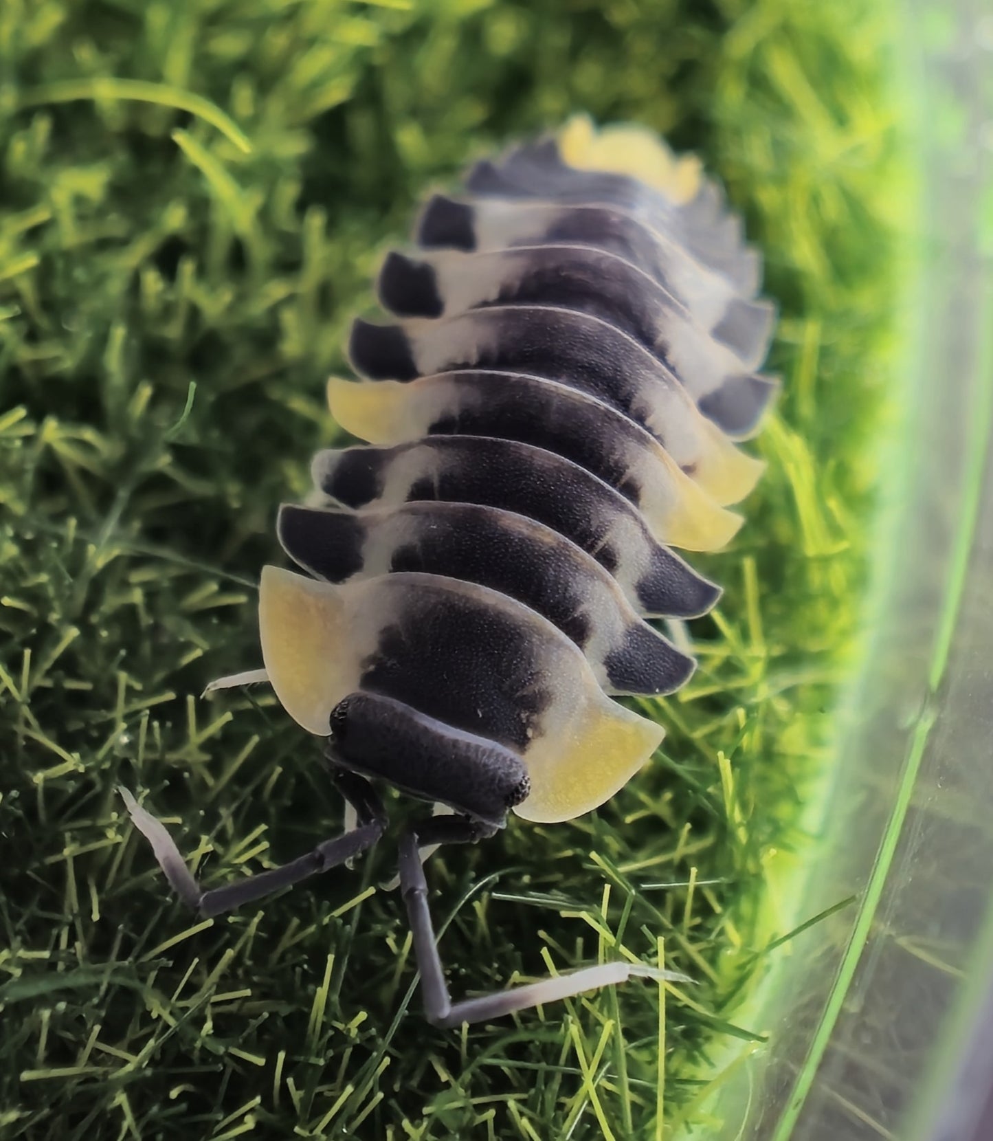 Merulanella Wing Wing
