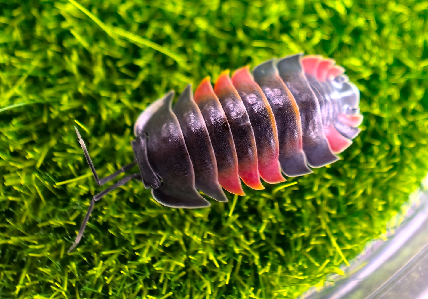 Merulanella Lava