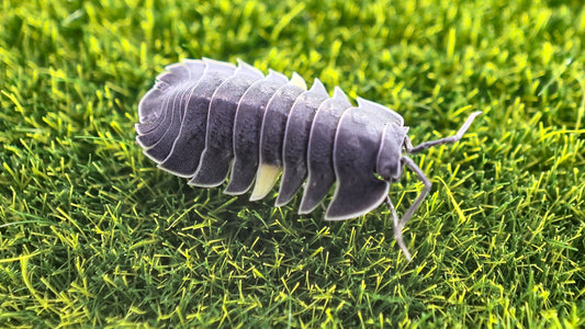 Ardentiella Phantoms