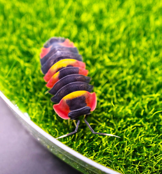 Merulanella Tri-Colour