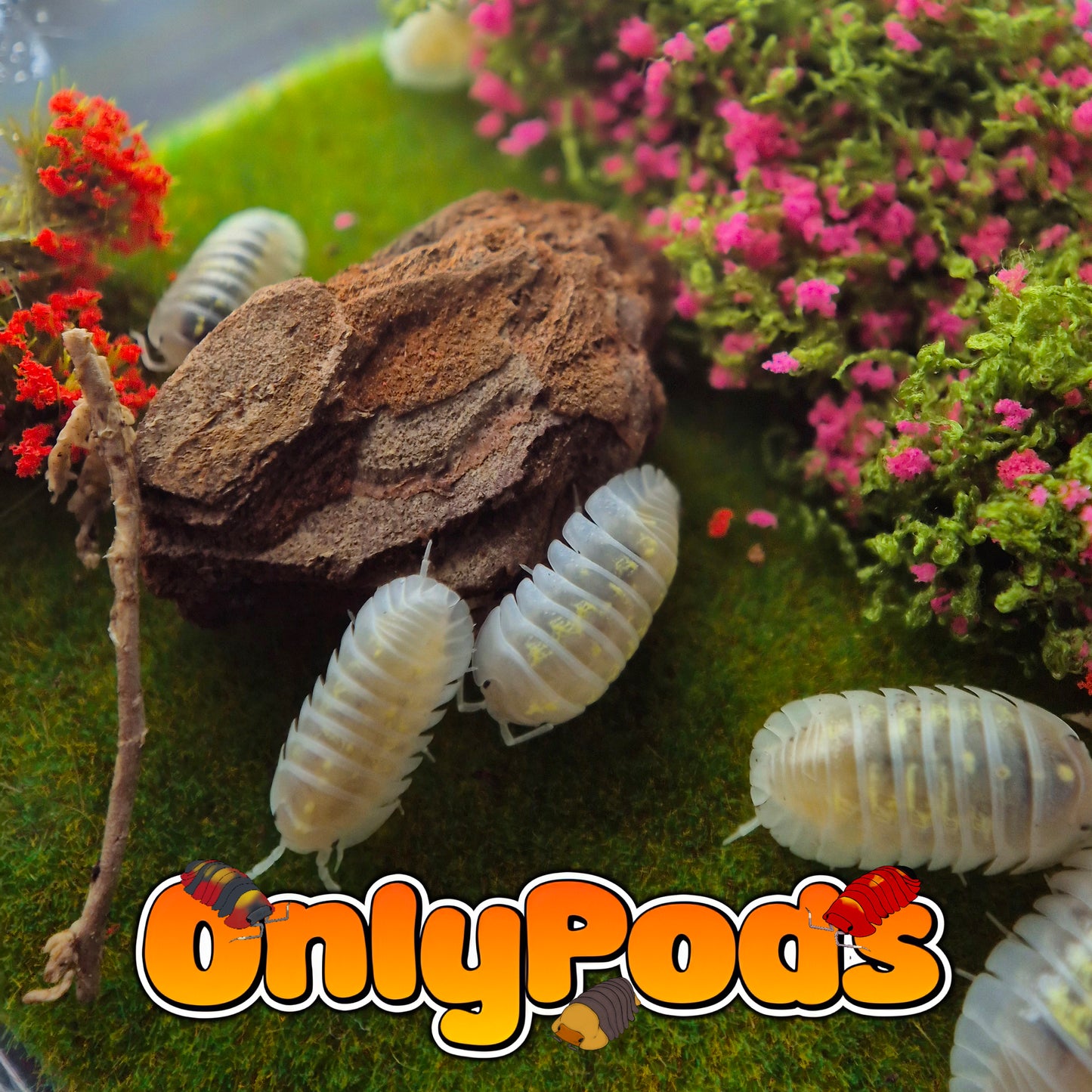 Depressum magic potions (Armadillidium depressum)
