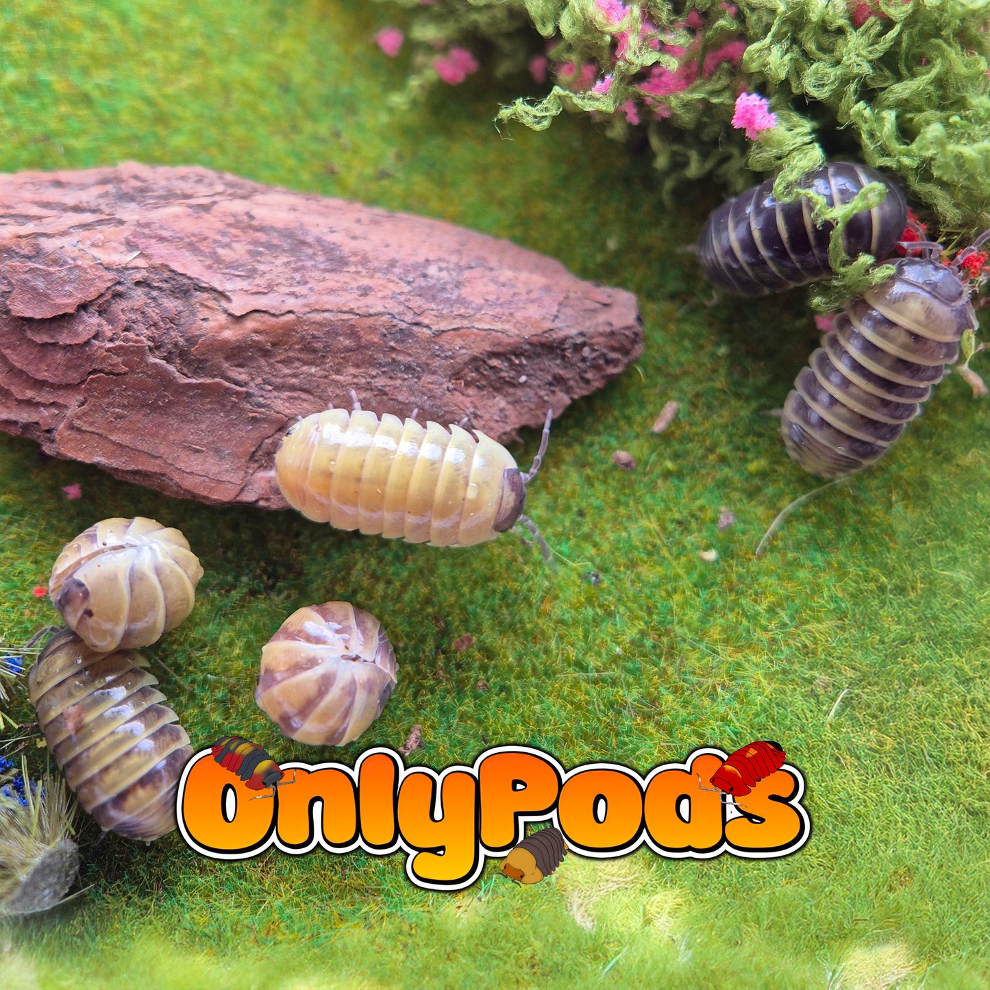 Badium Bumblebee (Armadillidium badium)