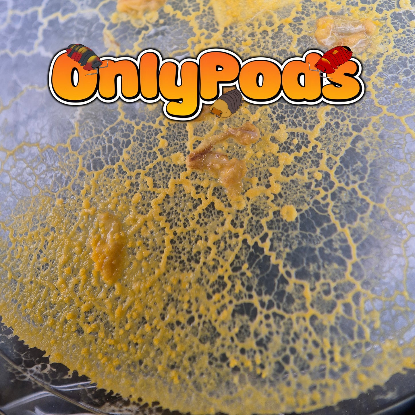 Slime mold -Blob-Badhamia utricularis