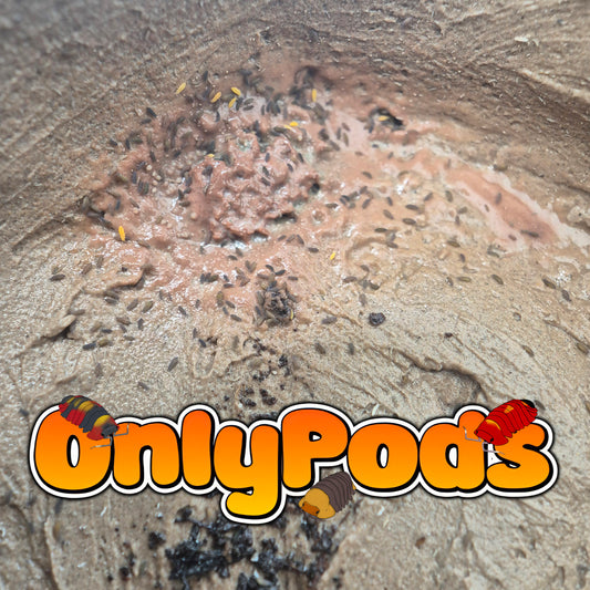 Ceratophysella isabellae "Lilac"