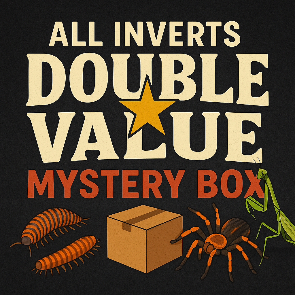 All Inverts Double Value Mystery Box