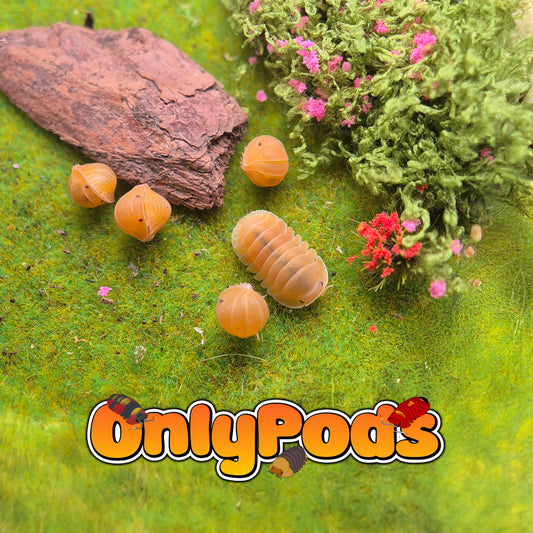 Cubaris Amber patternless