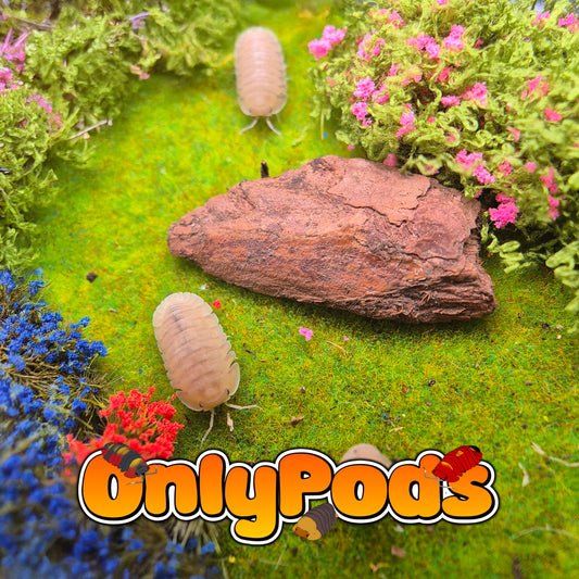 Cubaris Caramel cream