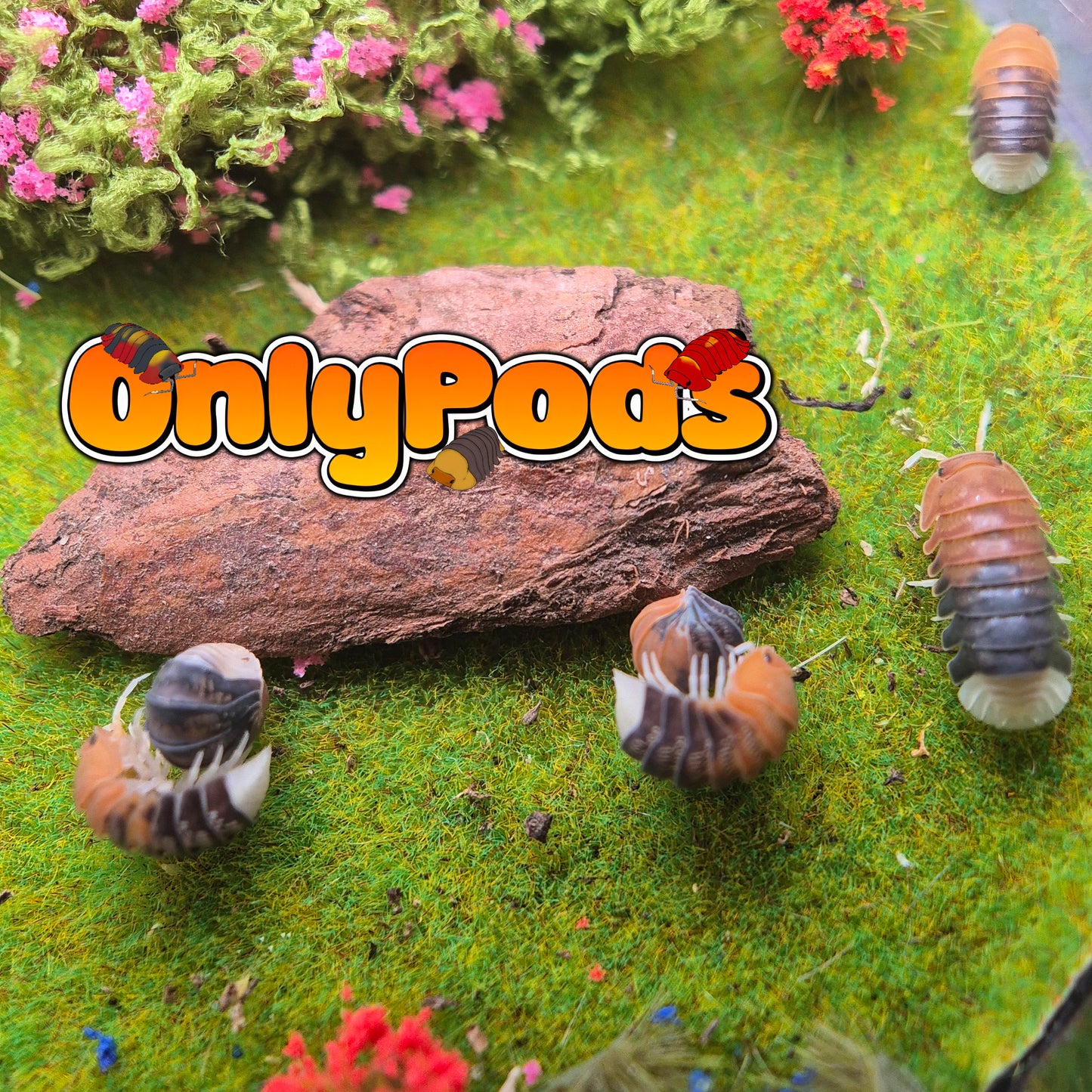 Cubaris Daxin Tricolor