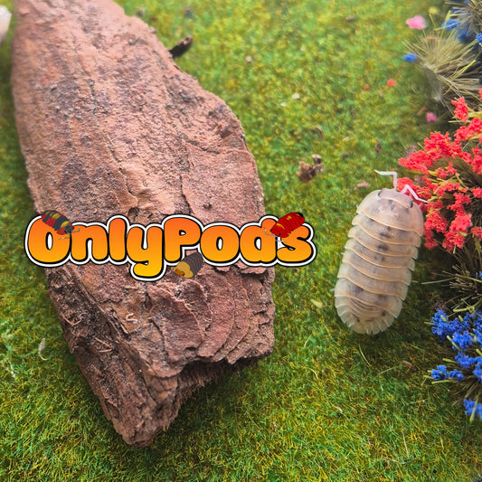 Cubaris Plantin  dalmation