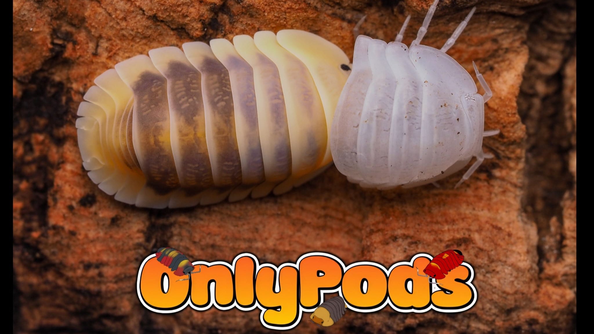 OnlyPods Isopds