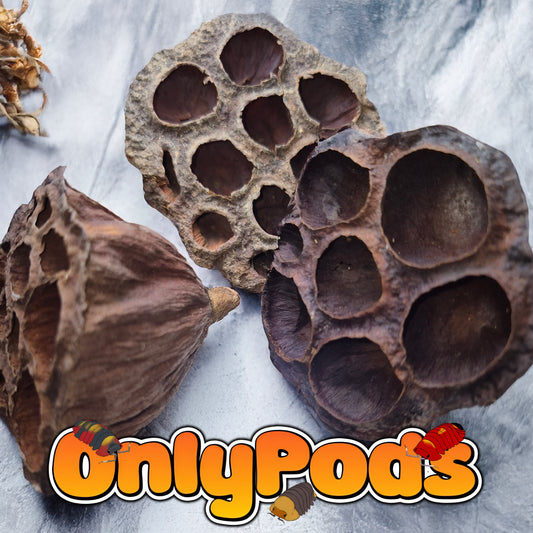 Lotus pod