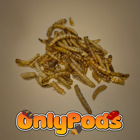 Dried mealworms