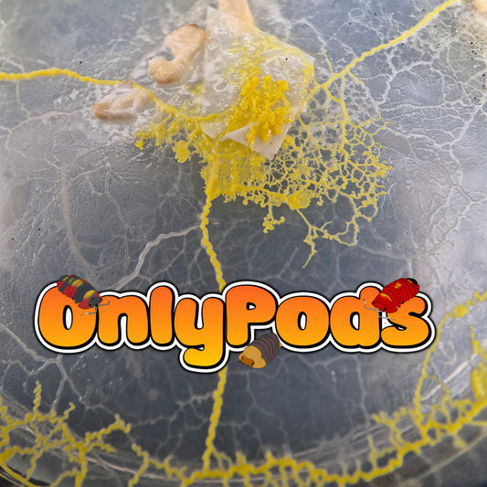 Slime mold - Blob-Physarum polycephalum