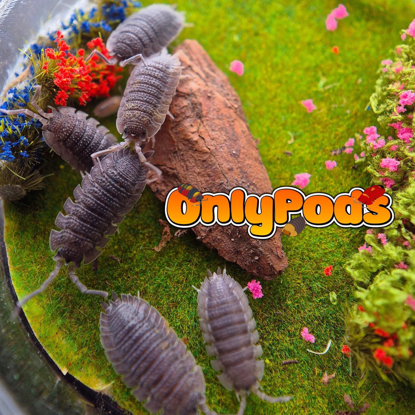 Shark Skin (Porcellio Echinatus)