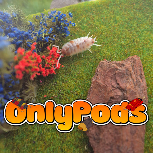 Orange dalmation (Porcellio pruinosus)