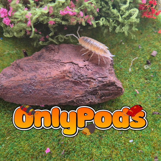 white (Porcellio pruinosus)