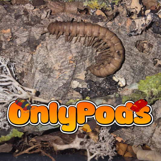 Platyrhacus Rusty