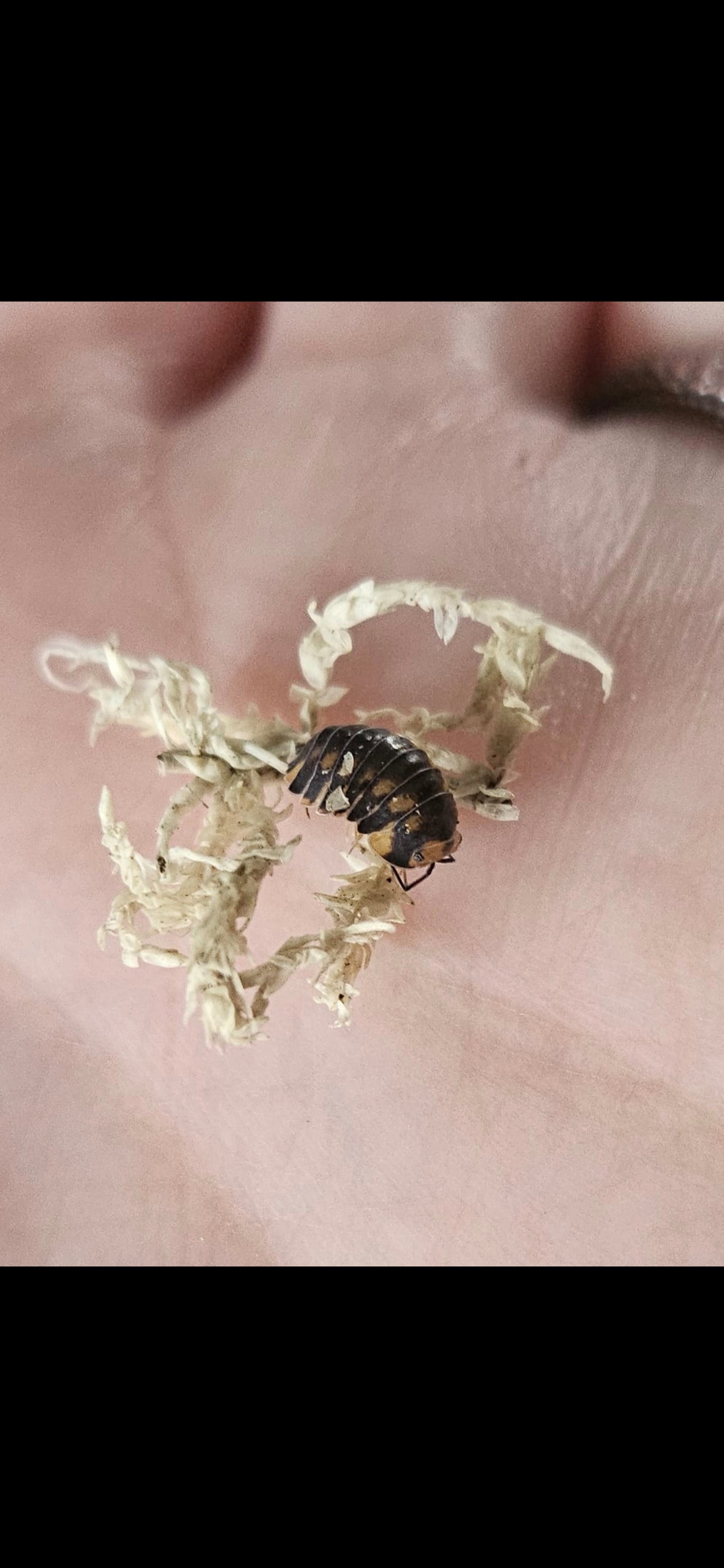 Ardentiella Wasp