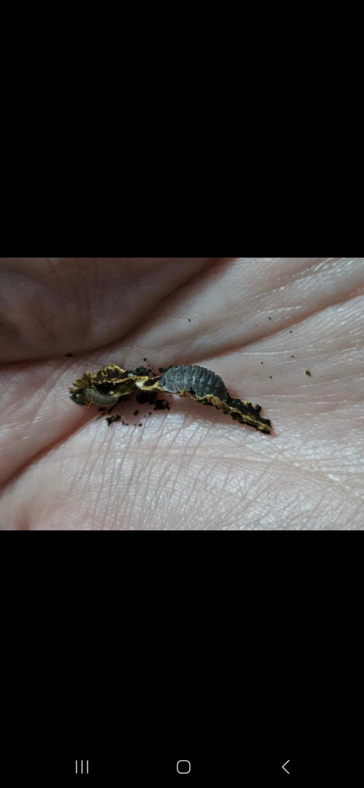 Armadillidium sarratum