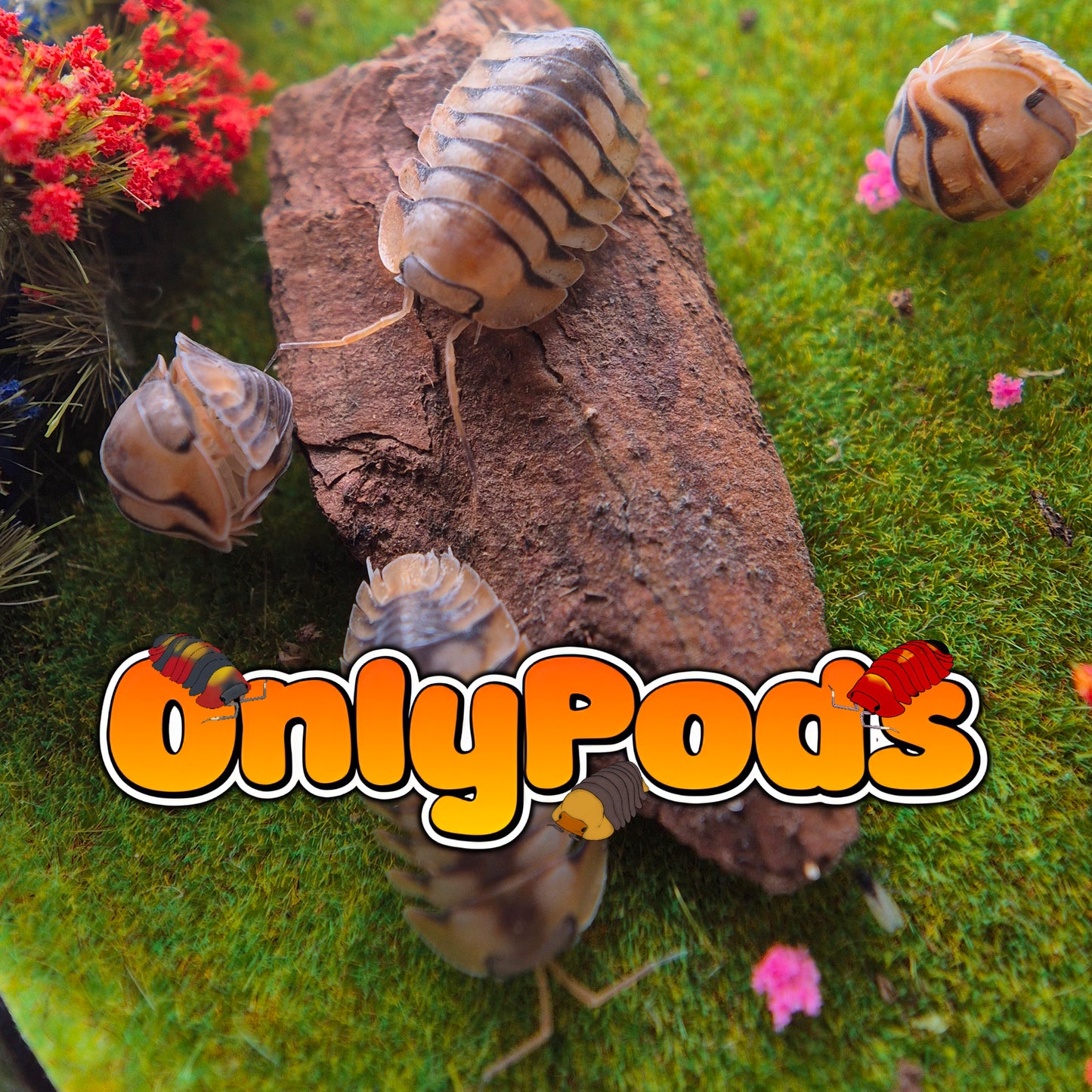 Cubaris Scarlet tiger