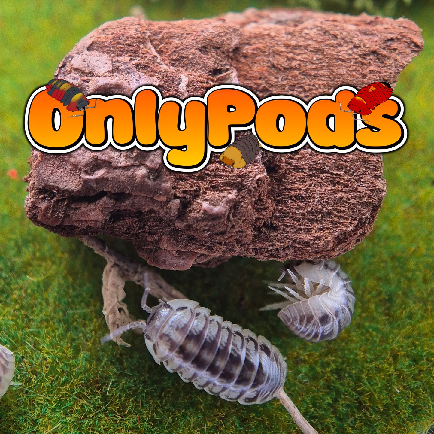 Tunisiense (Armadillidium Tunisiense)