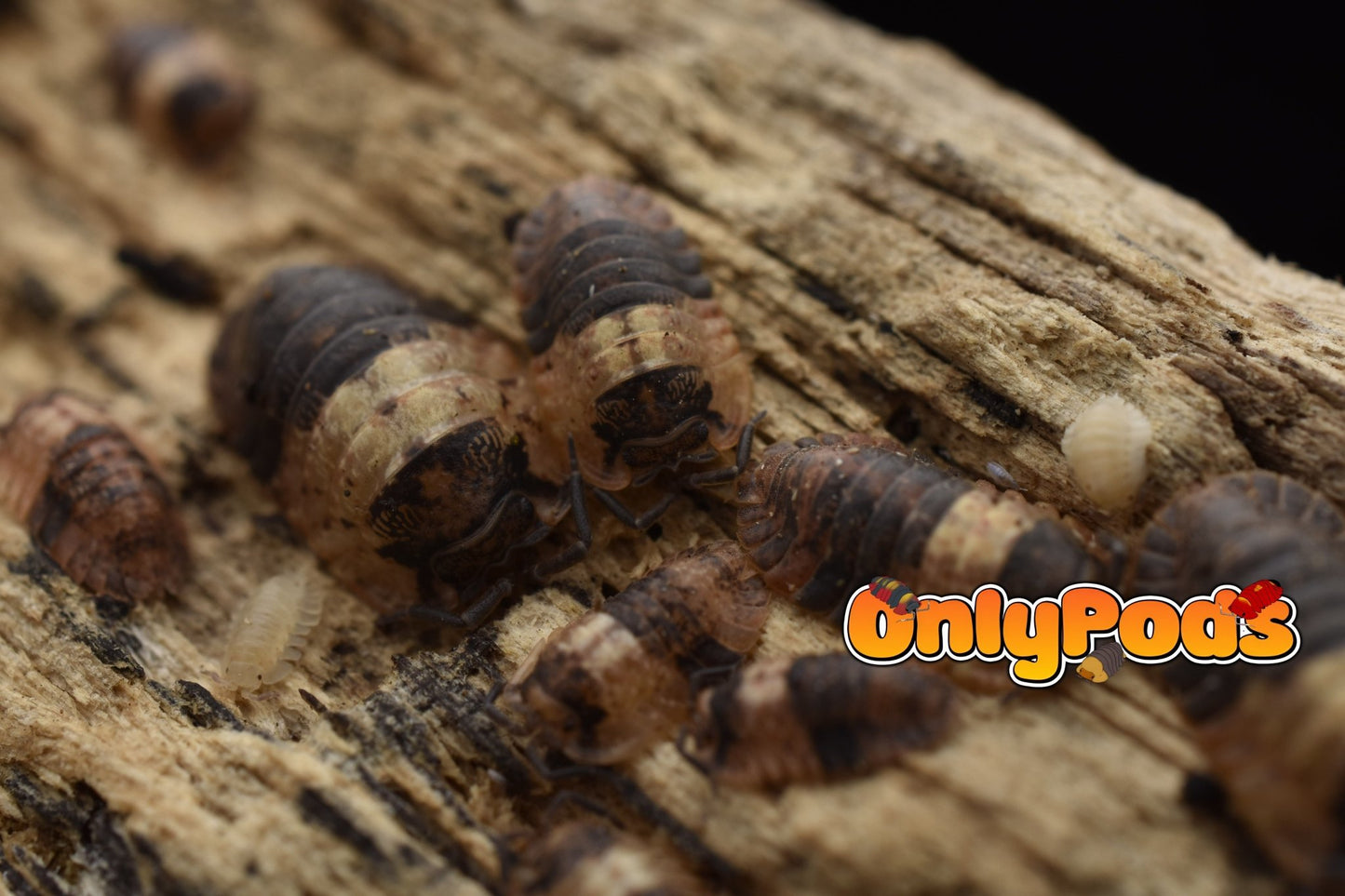 Adinda Grizzly Bear Isopod for sale UK - OnlyPods