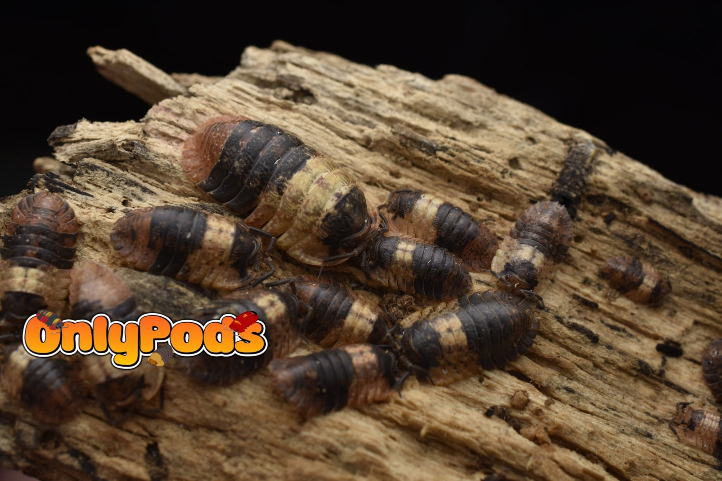 Adinda Grizzly Bear Isopod for sale UK - OnlyPods