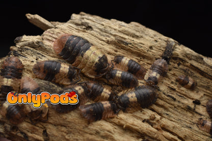 Adinda Grizzly Bear Isopod for sale UK - OnlyPods