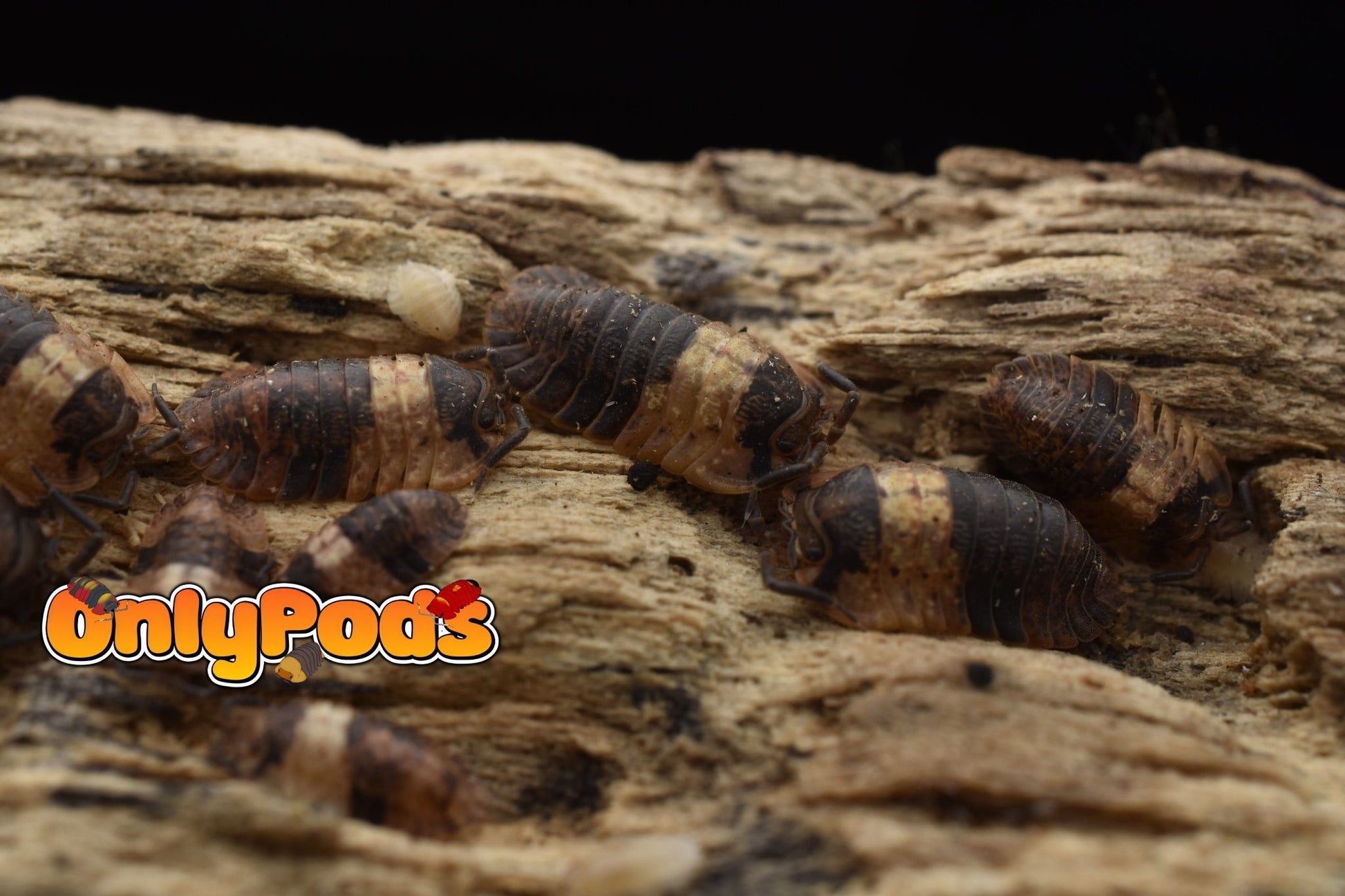 Adinda Grizzly Bear Isopod for sale UK - OnlyPods