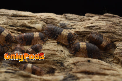 Adinda Grizzly Bear Isopod for sale UK - OnlyPods