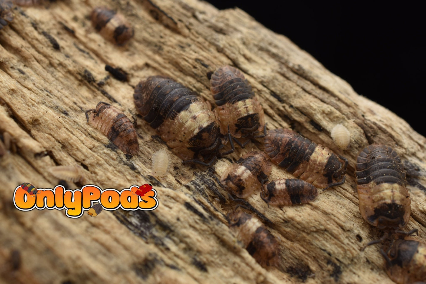 Adinda Grizzly Bear Isopod for sale UK - OnlyPods