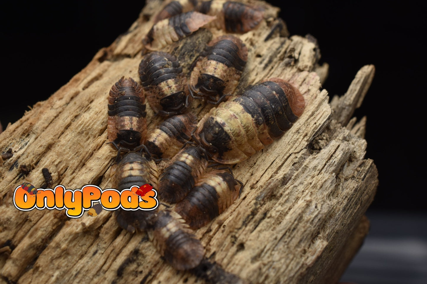 Adinda Grizzly Bear Isopod for sale UK - OnlyPods