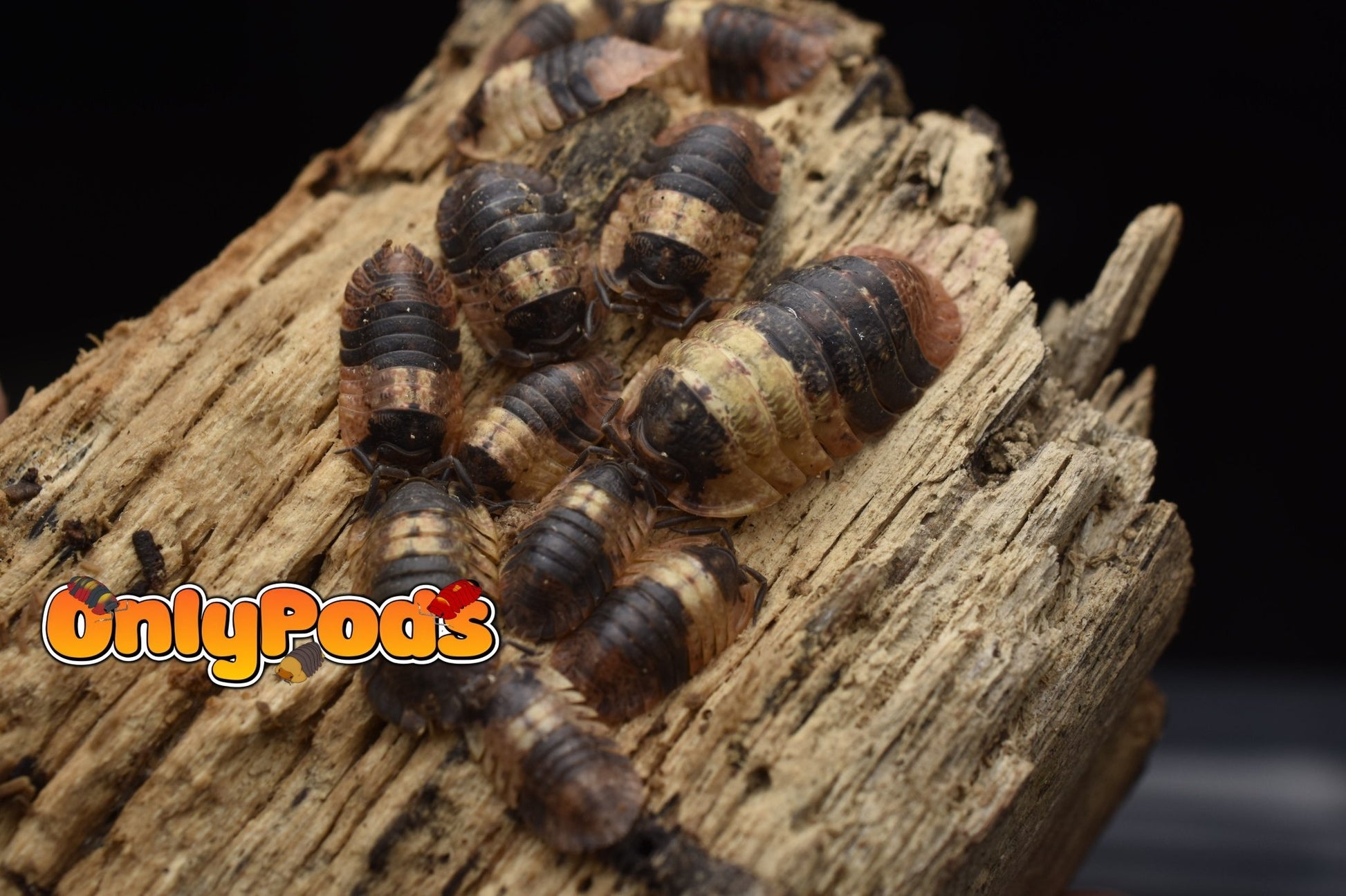 Adinda Grizzly Bear Isopod for sale UK - OnlyPods