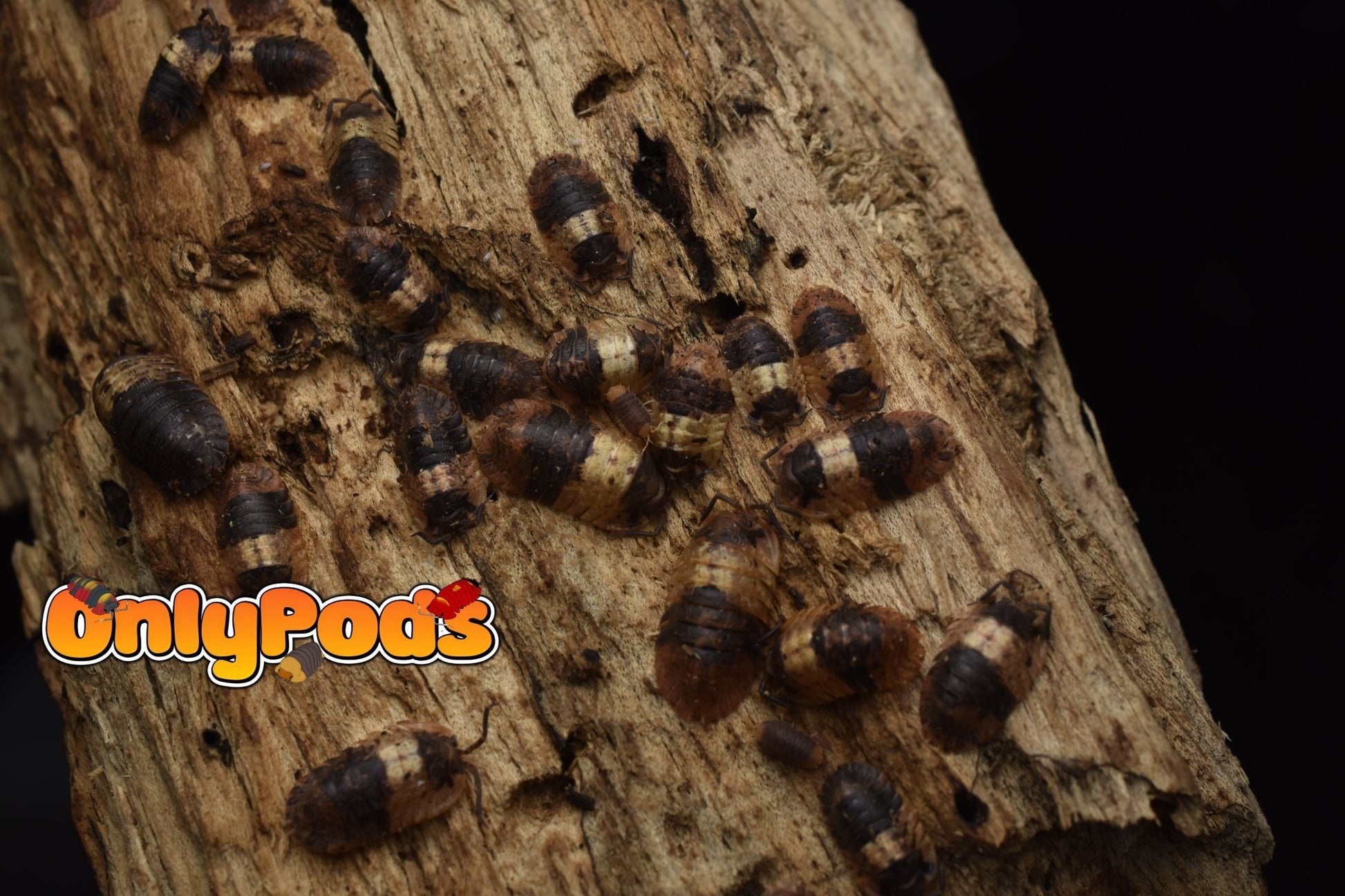 Adinda Grizzly Bear Isopod for sale UK - OnlyPods