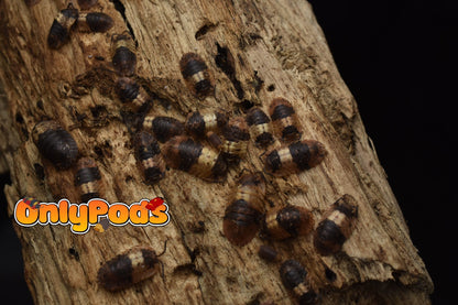 Adinda Grizzly Bear Isopod for sale UK - OnlyPods