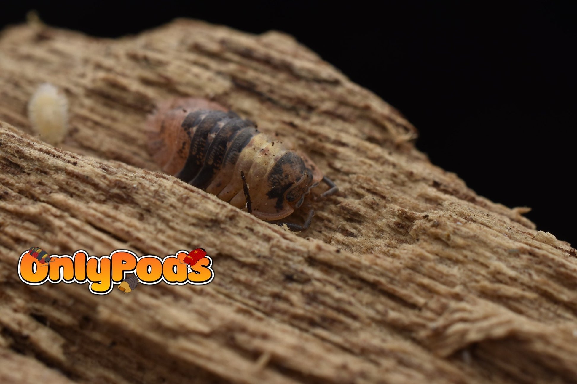 Adinda Grizzly Bear Isopod for sale UK - OnlyPods