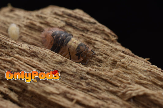 Adinda Grizzly Bear Isopod for sale UK - OnlyPods