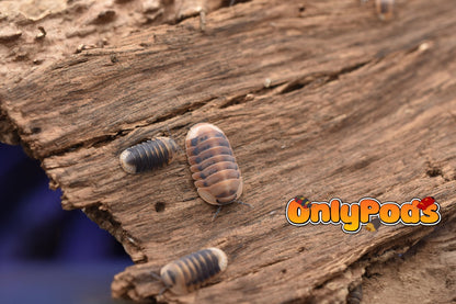 Angry Monk OCF Project Isopod for sale UK - OnlyPods
