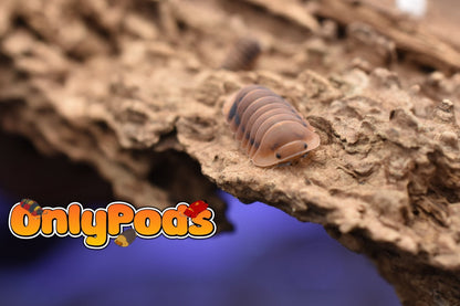 Angry Monk OCF Project Isopod for sale UK - OnlyPods