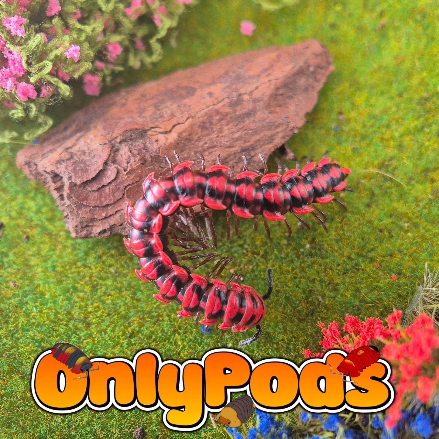 Antheromorpha Uncinata "Pink" Millipedes for sale UK - OnlyPods
