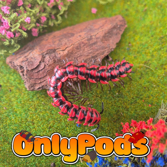 Antheromorpha Uncinata "Pink" Millipedes for sale UK - OnlyPods