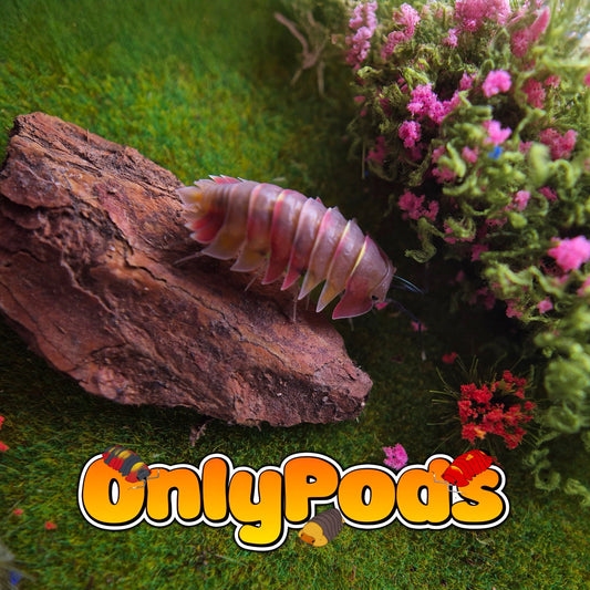 Ardentiella Aroura Isopod for sale UK - OnlyPods