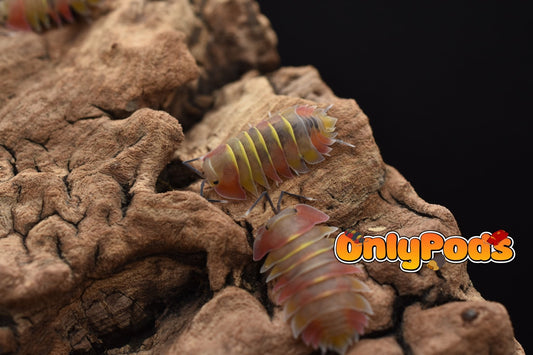 Ardentiella Aroura Isopod for sale UK - OnlyPods
