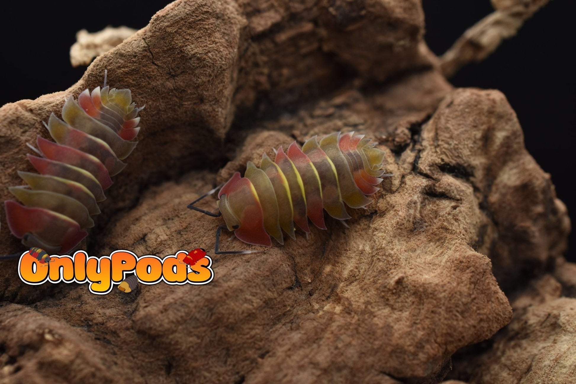 Ardentiella Aroura Isopod for sale UK - OnlyPods